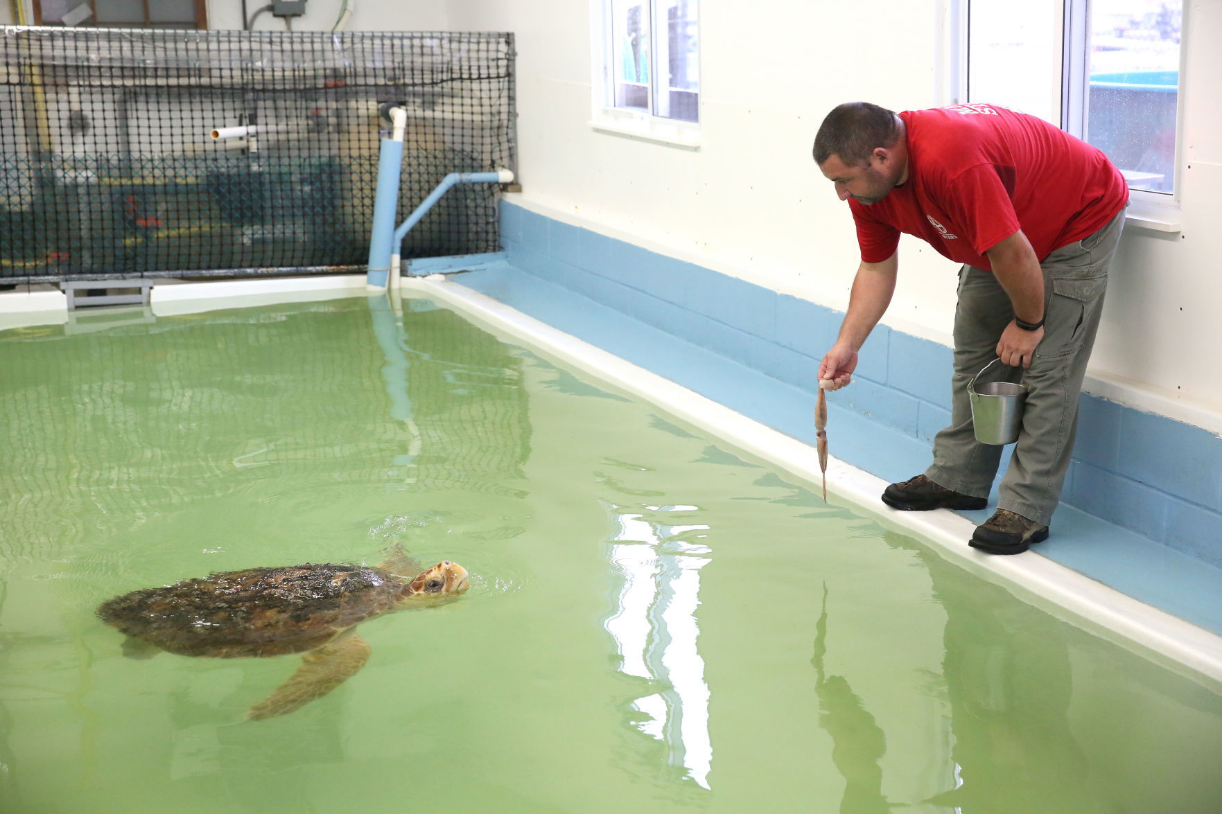 Loggerheads